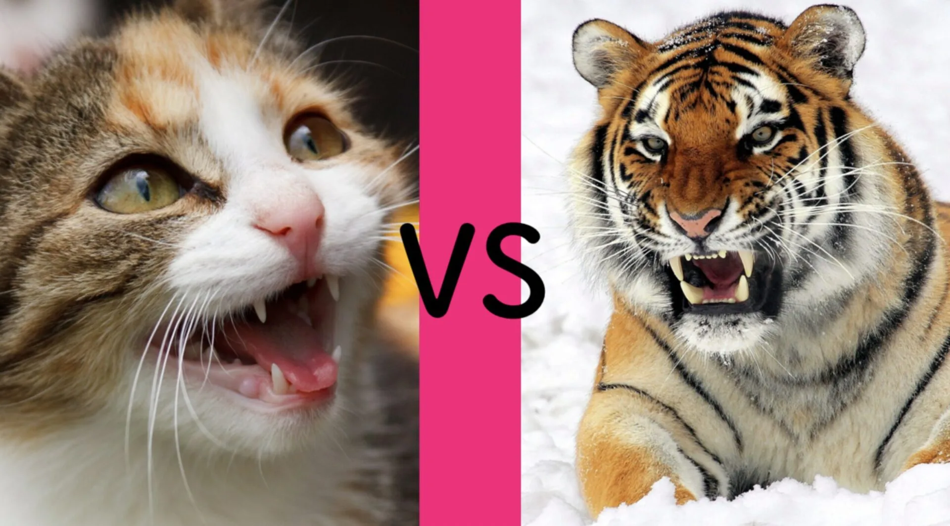 Screen Shot 2024 01 08 at 12.31.38 pm